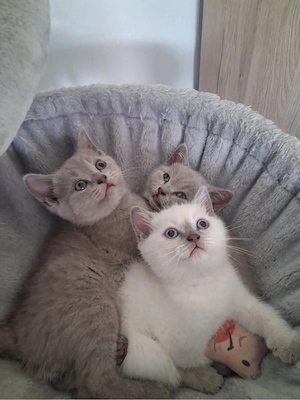 Abgabe bereit! Reinrassiger BKH Kitten Lilac-Point&Blue