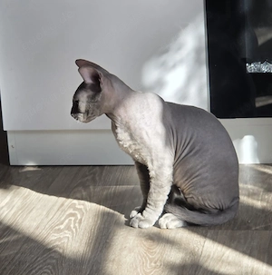 süße sphynx kater 