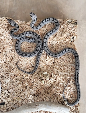 Treppennattern (Rhinechis scalaris) NZen