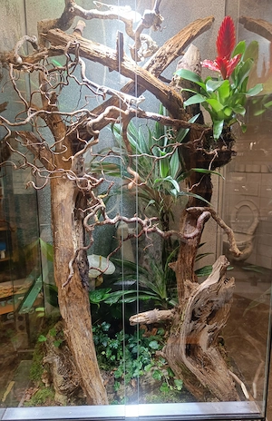 Terrarium mit Einrichtung, Bepflanzung.