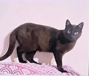  Black Beauty