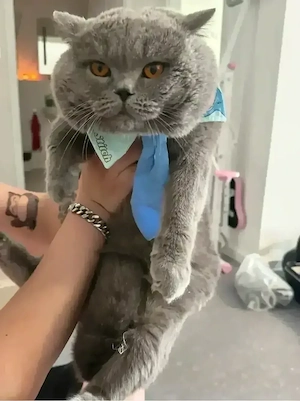 BKH Deckkater - KEIN Verkauf!!!