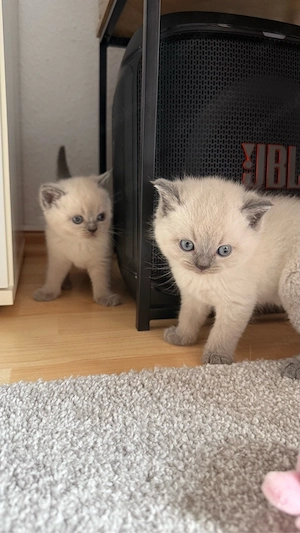 Wunderschöne BKH Blue Point Kitten