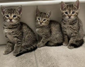 3 Babykatzen ab jetzt suchen Zuhause für immer 
