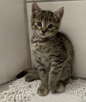 3 Babykatzen suchen Zuhause 