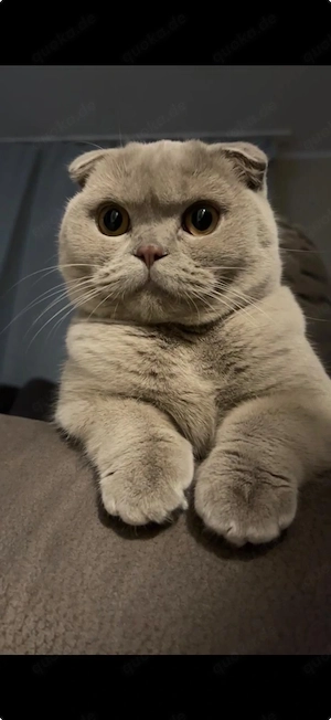 Wunderschöne British Shorthair Katze sucht liebevolles Zuhause