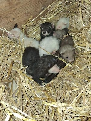 Frettchen Welpen  Bild 2