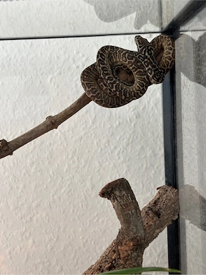 Morelia spilota