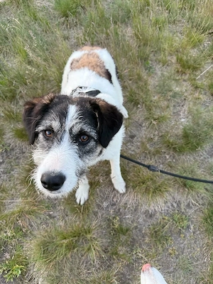 Sanfte Nele sucht liebevolles Zuhause 