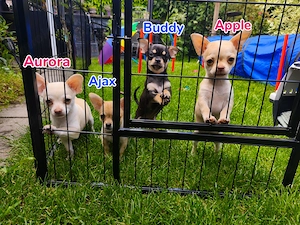   Wunderschöne 4 reinrassige Chihuahua-Welpen (2m, 2w) suchen ihr Für-Immer-Zuhause