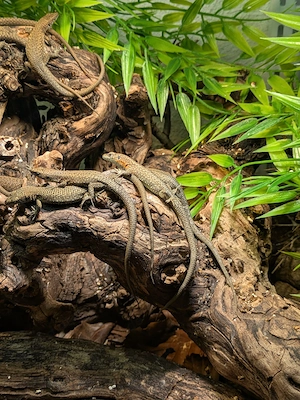 Algyroides nigropunctatus 