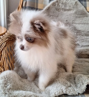 Pomeranian Mädchen 