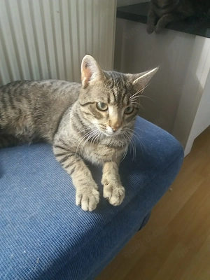 Joschi, 9 Monate alt