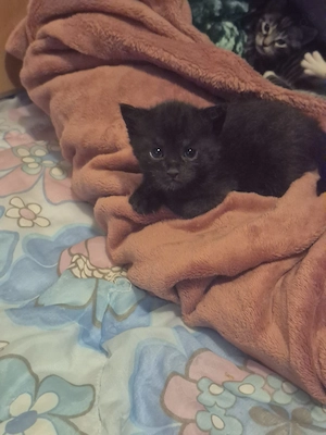 Babykatzen zuverkaufen 