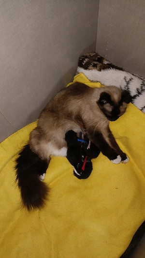 Heilige Birma Mix Bild 5