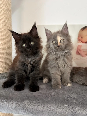 Charakterstarke Maine coon Kitten 