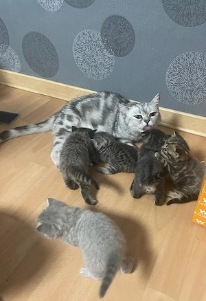 Britisch Kurzhaar (BKH) Kitten in Tabby