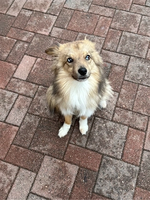 1-jährigen Mini Australian Shepherd Wolfspitz Mix