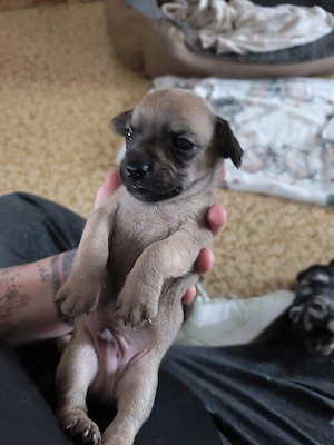 Chihuahua Mix Welpen suchen liebevollen Zuhause 