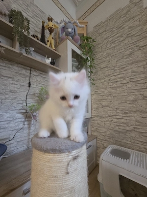Katzenbabys Allergikerfreundlichen 