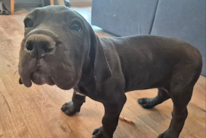 Deutsche Doggen Welpen Blau schwarz mit weißen Abzeichen 