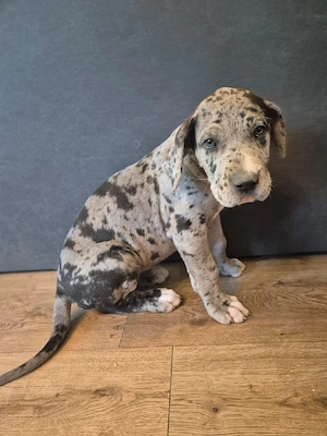Deutsche Doggen Welpen Grautiger und Blau schwarz mit weißen Abzeichen 