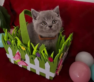 BKH Kitten mit Stammbaum Bild 2