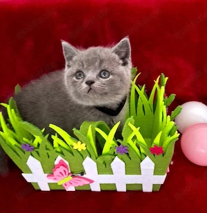 BKH Kitten mit Stammbaum Bild 3
