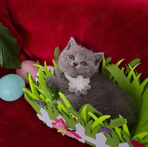 BKH Kitten mit Stammbaum