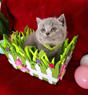 BKH Kitten mit Stammbaum Bild 4