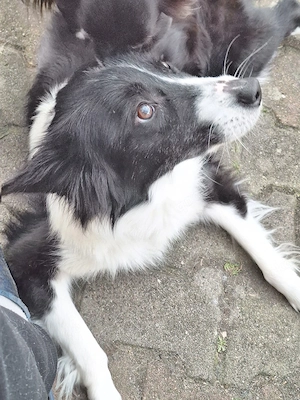 Australian shepherd Hündin 