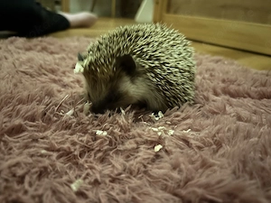 Süßer Weißbauchigel abzugeben