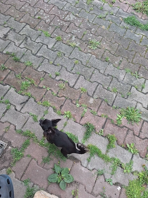 Chihuahua Hündin 
