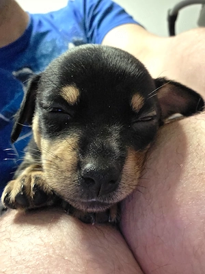Chihuahua Mix Welpen suchen liebevolles Zuhause 