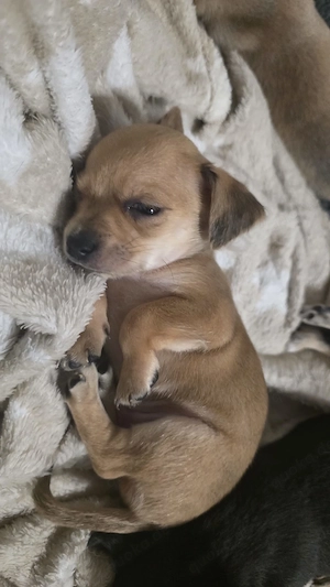 Chihuahua Mix Welpen suchen ein liebevolles Zuhause 