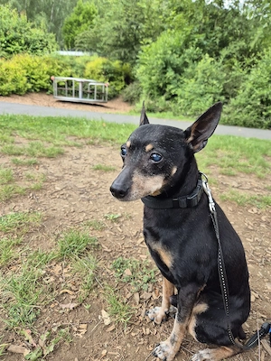 Verschmuster Zwergpinscher-Senior (14 Jahre) sucht liebevolles Zuhause bei Menschen mit viel Zeit
