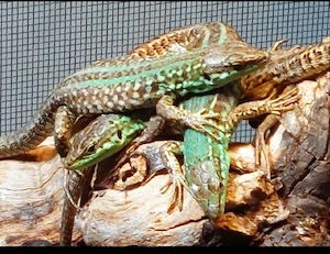 Podarcis siculus campestris 