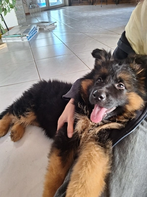 Deutsche schäferhund langhaare 