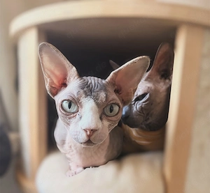 Traumzuhause für zwei besondere Sphynx-Kater gesucht   
