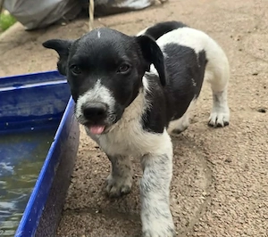 Koda (geb. 06.03.2026) im Tierheim in Ungarn, sucht ein Zuhause