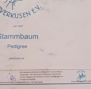 BKH Kitten mit Stammbaum Bild 6