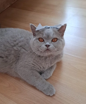 BKH Kitten mit Stammbaum Bild 8