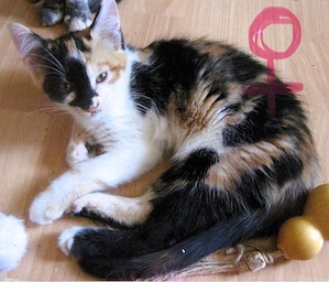 Maine Coon Mix Babys XXL