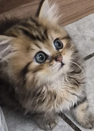Baby Kätzchen Perser Chinchilla (Weiblich) WhatsApp  0171 5193492 