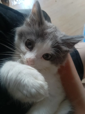 Zwei zauberhafte Babykater suchen gemeinsam ihr Für-immer-Zuhause   
