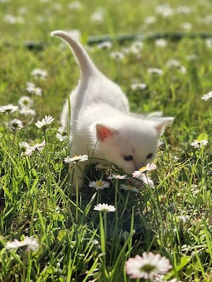 Thai Siam Kitten Kater Katze Kätzchen reinrassig