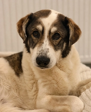 Pufi - 3 Bein sucht seine Stütze im Leben!