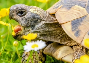 Suche Griechische Landschildkröte männlich 