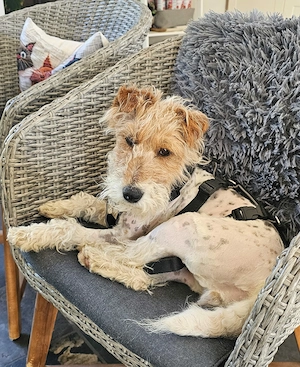 Abby - charmante Terrier-Dame bereit für neue Abenteuer