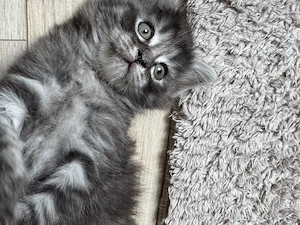   Liebevoll aufgepäppelte Fundkitten suchen Fundkitten suchen ihr Für-immer-Zuhause   